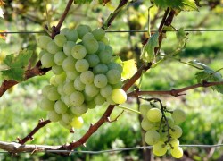 Тара – новый мускатный сорт винограда 