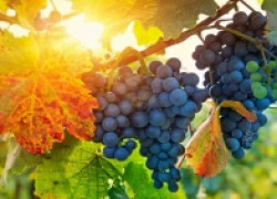 Секреты применения пестицидов на винограднике 