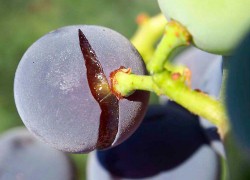 Три способа борьбы с растрескиванием ягод винограда 