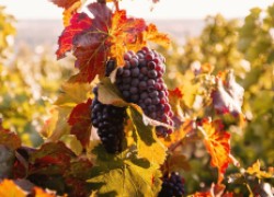 Уход за виноградом осенью 