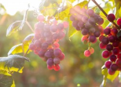 Чистота на винограднике – залог здоровья лозы и ягоды 