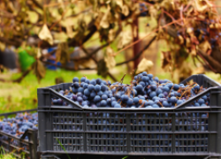 Почему при хранении урожая винограда на ягодах появляются пятна 