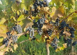 Виноград Левокумский – один из лучших технических сортов 