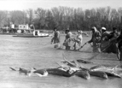 Особенности русской рыбалки в степях Западно-Казахстанской области в 50-60 годы 