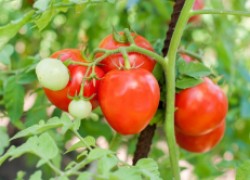 Три сорта помидоров-тяжеловесов 