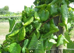 Вирус скручивания листьев винограда 