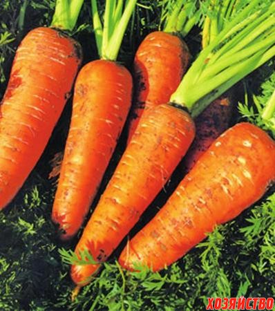 Появление в посевах  корнеплодов  моркови  с  белой  мякотью признак того, что  семеноводство ведется  без должного контроля