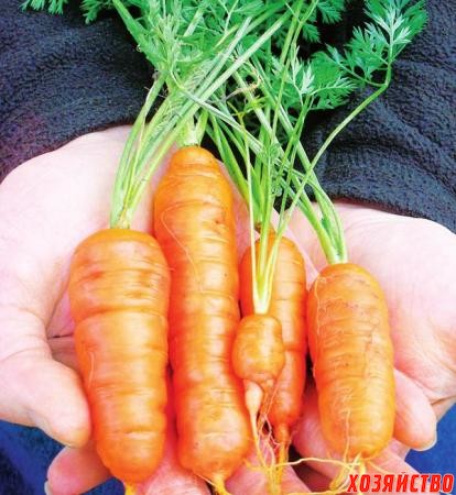Морковь-иностранку  можно легко приручить