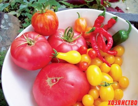 Розовоплодные томаты должны быть в «коллекции» каждого огородника