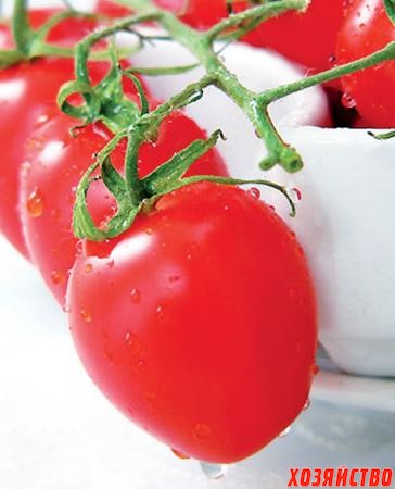 Соблюдая агротехнику, вы защитите томаты от болезней и приумножите урожай