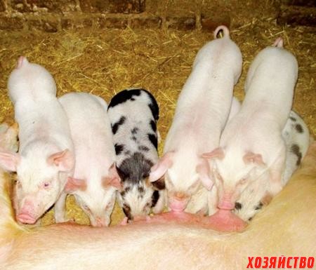 За 20 лет фермерства в хозяйстве перебывали почти все породы свиней