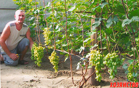 Семья Кривошеевых: «Осваиваем выращивание винограда в теплице»