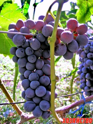 Новые технические сорта винограда