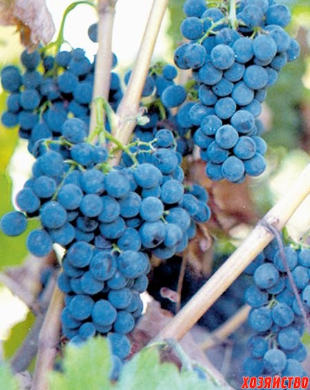 Новые винные сорта винограда
