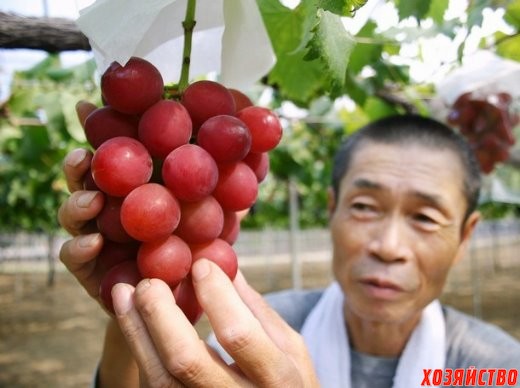 Лучшие японские сорта винограда