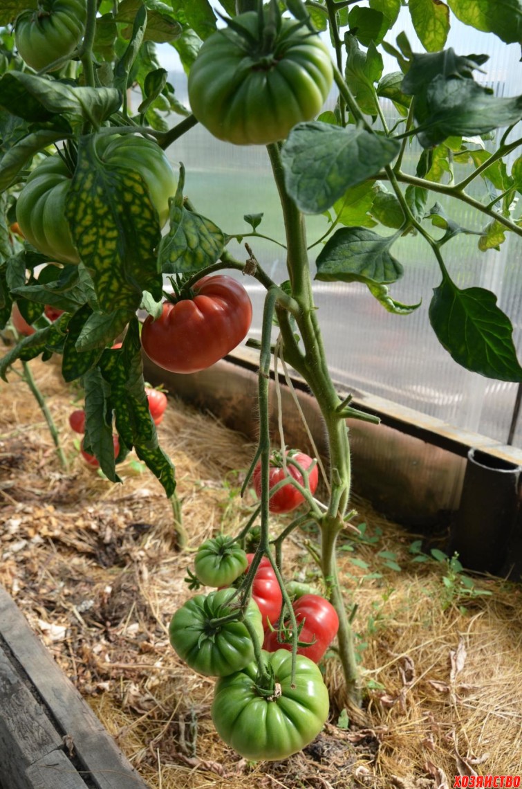 tomat-koroleva-rozovykh-tomatov1.jpg