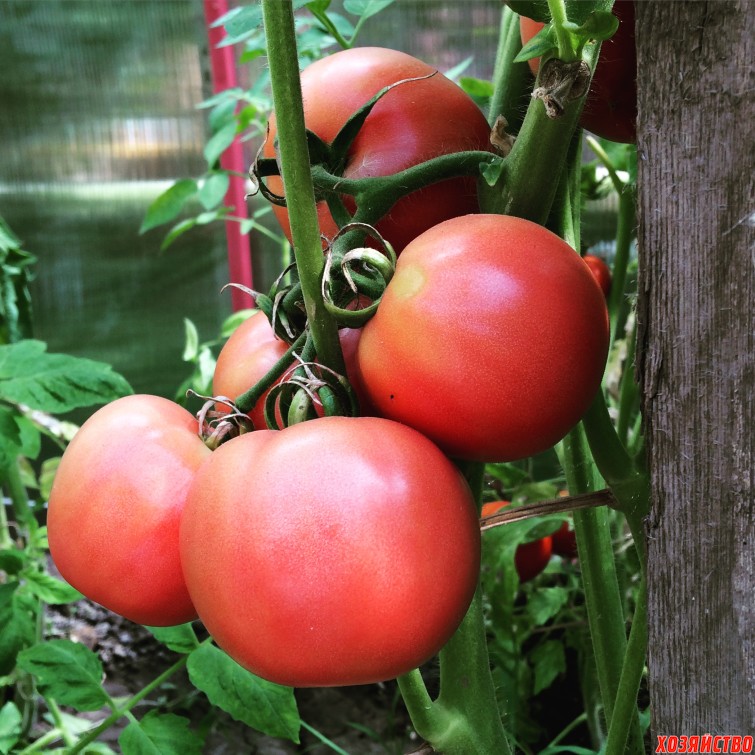 pomidory-v-teplitse.jpg