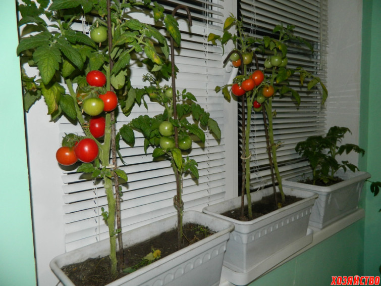 Как я выращиваю огурцы и помидоры на подоконнике