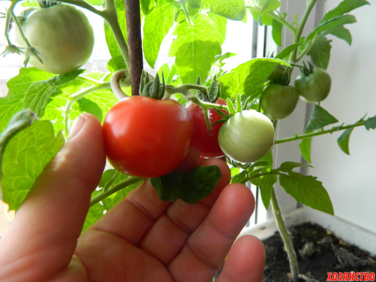 komnatnye-pomidory2.jpg