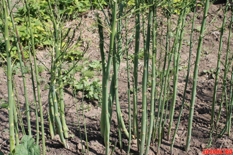 asparagus-foto3.jpg