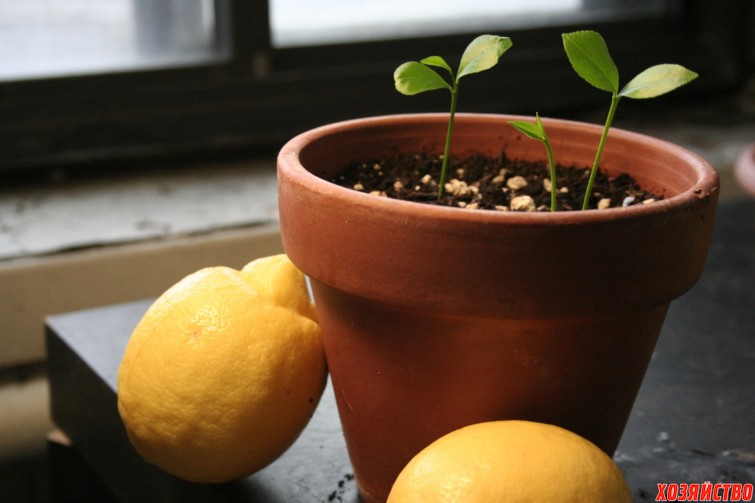 Почему сеянцы лимона перестали раст.jpg
