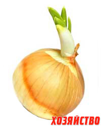 20100525-onions-04.jpg