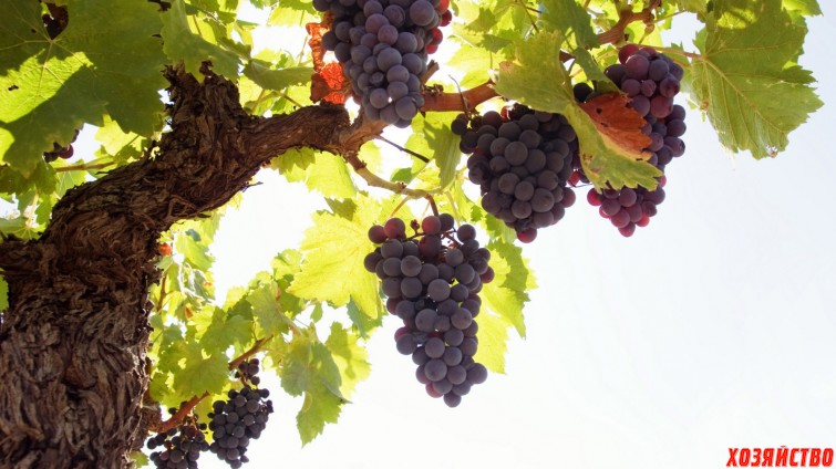 Tempting grapes Wallpaper 12 2560x1440.jpg