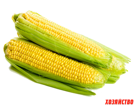 кукуруза.png