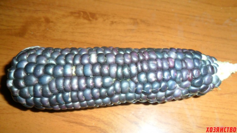 Black Waxy Corn.JPG