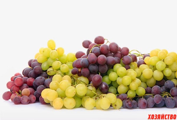 Можно ли разные сорта винограда сажать рядом?