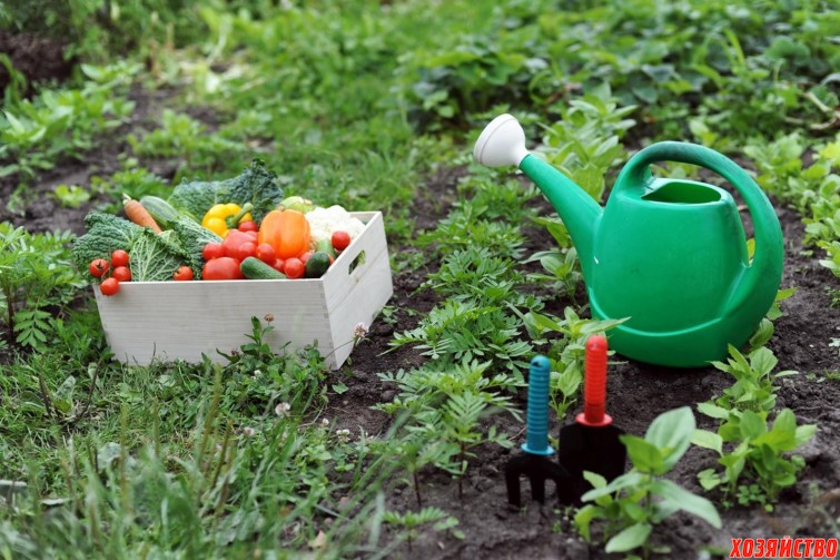 Как сделать удобрения для огорода своими руками?
