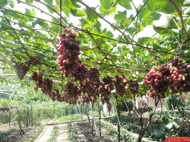 Опора для винограда своими руками на даче (66 фото)