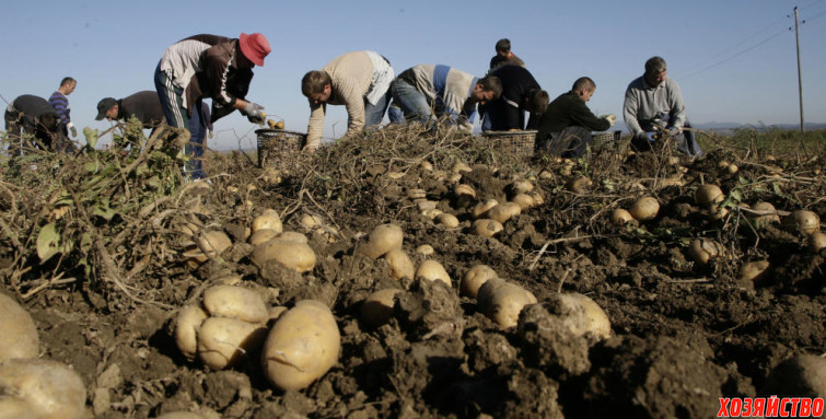 trabajadores-kosovares-recogen-patatas-en-pestova-al-norte-de-pristina-reuters.jpg