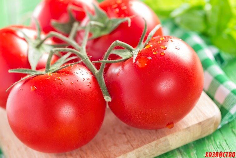 tomat fitoftora.jpg