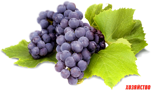 grape.png