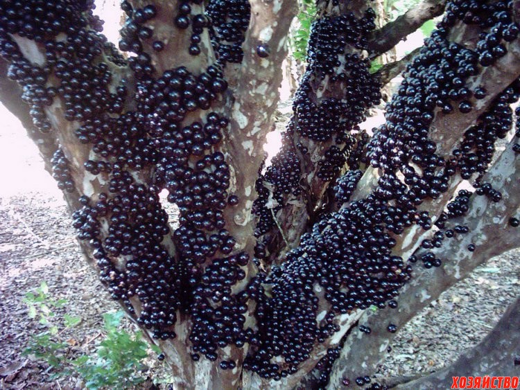 Виноградное дерево.jpg