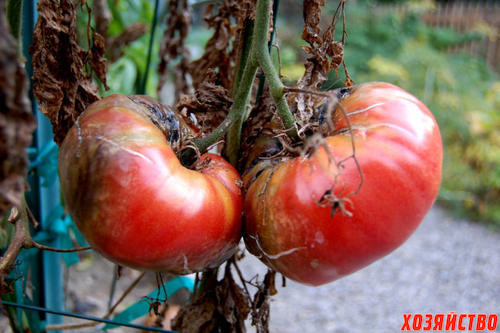помидоры от фитофторы.jpg