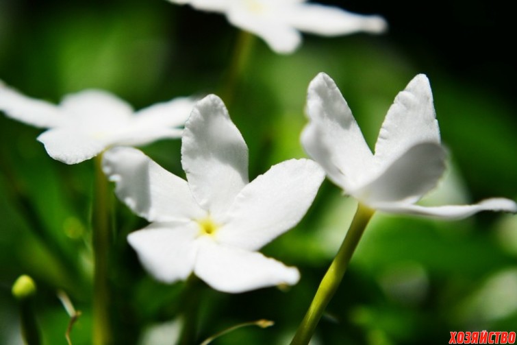 Пять красивых цветов, которые стоит выращивать для ухода за кожей_жасмин.jpg