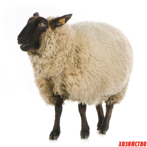 овца.jpg