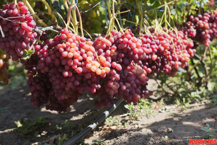 Сорт винограда Велес.jpg