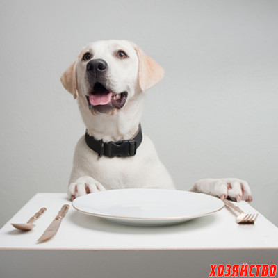 Еда для собаки