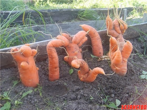 Такие морковные уродцы получаются при недостаточном уходе.jpg