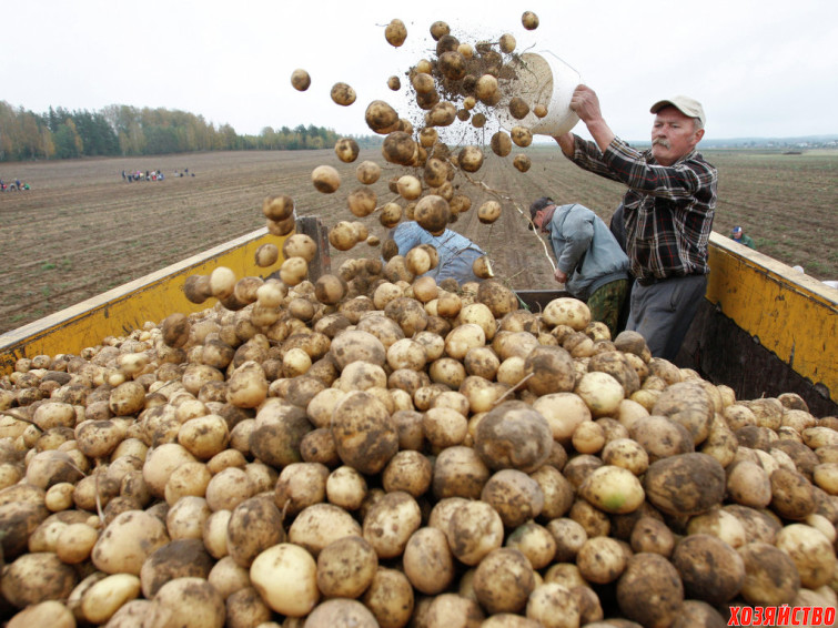 Секреты урожайного картофеля