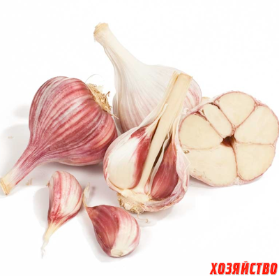 garlic.png