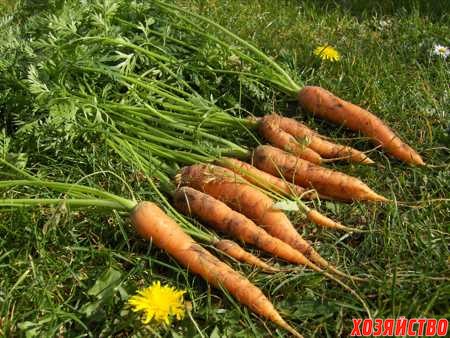 Пора сеять морковь.jpg