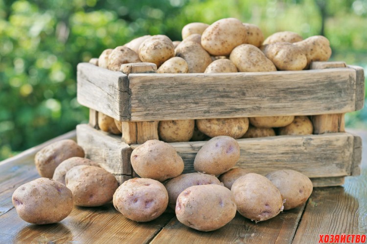 картошка.jpg