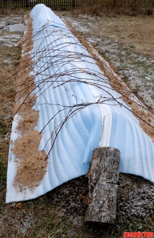 Как надежно укрыть виноград на зиму