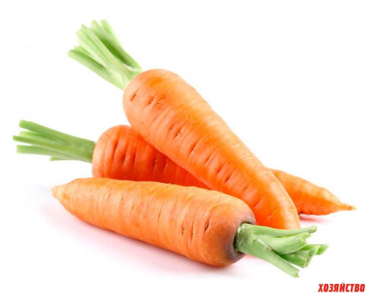морковь.jpg