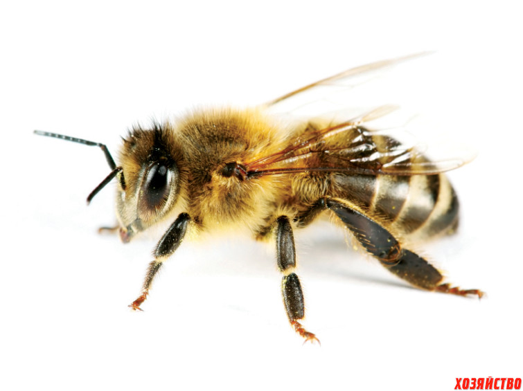 пчела.jpg