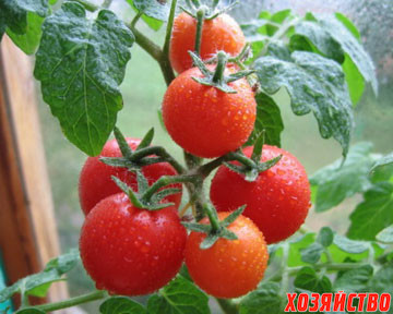 томаты.jpg